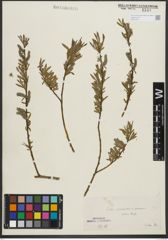 Foto von Salix purpurea L. x Salix viminalis L.